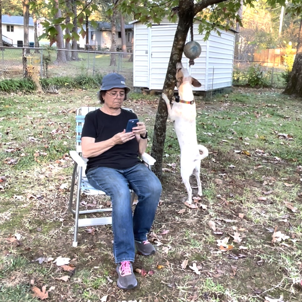 A woman sits in a chair under a tree looking at her phone. A dog toy is hanging in the tree. There is a white dog with brown on his ears and face standing on his hind legs with his nose touching the trunk of the tree. The toy is out of his reach.