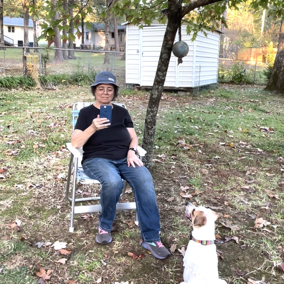 A woman sits in a chair under a tree looking at her phone. A dog toy is hanging in the tree. There is a white dog with brown on his ears and face sitting in front of the woman and staring at her. The toy is out of his reach.