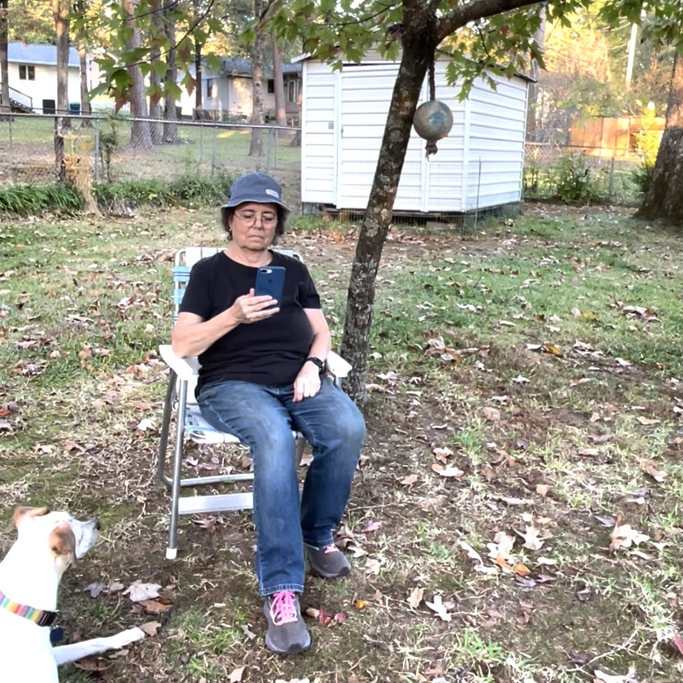 A woman sits in a chair under a tree looking at her phone. A dog toy is hanging in the tree. In the left of the photo there is a white dog with brown on his ears and face lying down and staring at the woman. The toy is out of his reach.