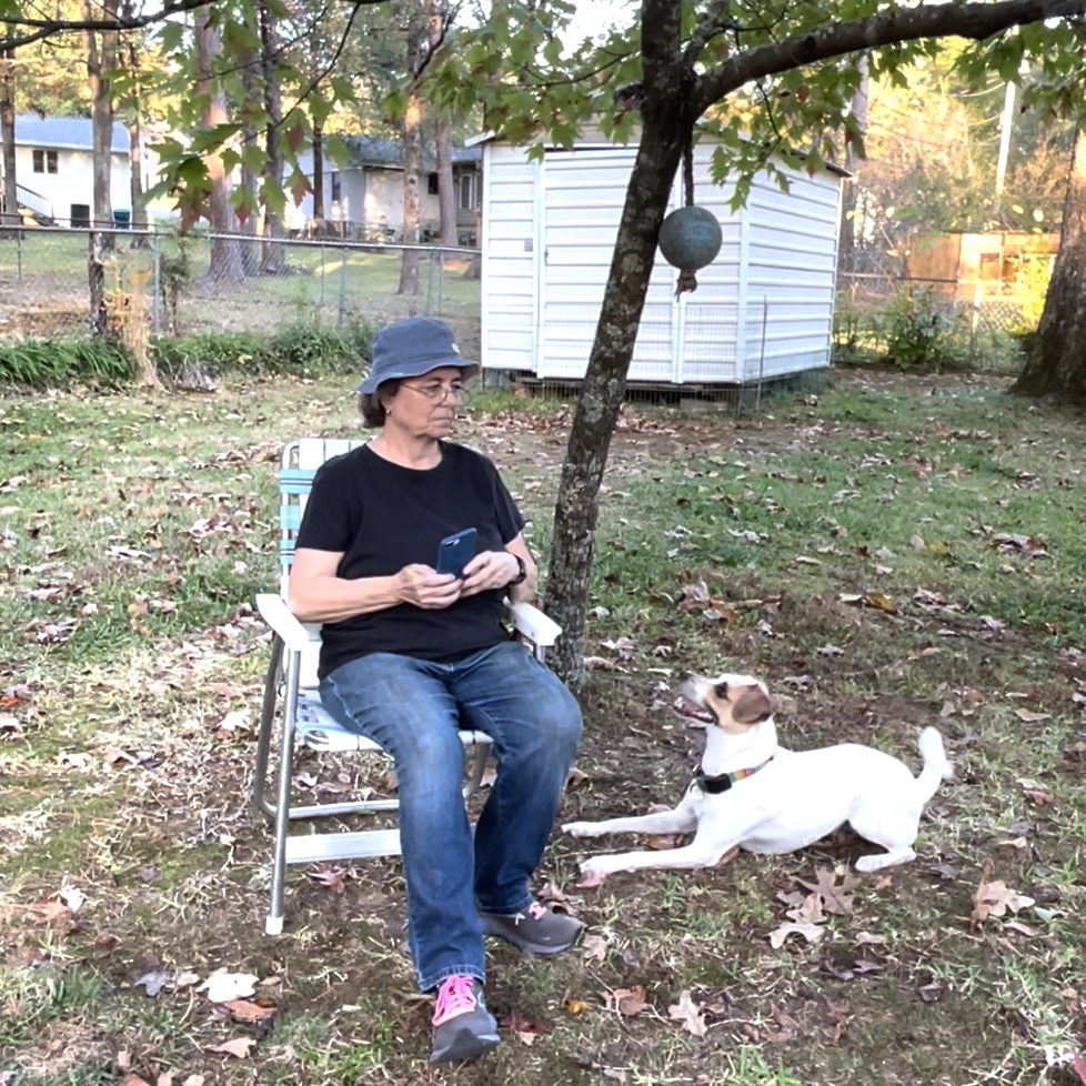 A woman sits in a chair under a tree looking at her phone. A dog toy is hanging in the tree. On the right of the photo is a white dog with brown on his ears and face lying down close to the woman and looking up at her. The toy is out of his reach.