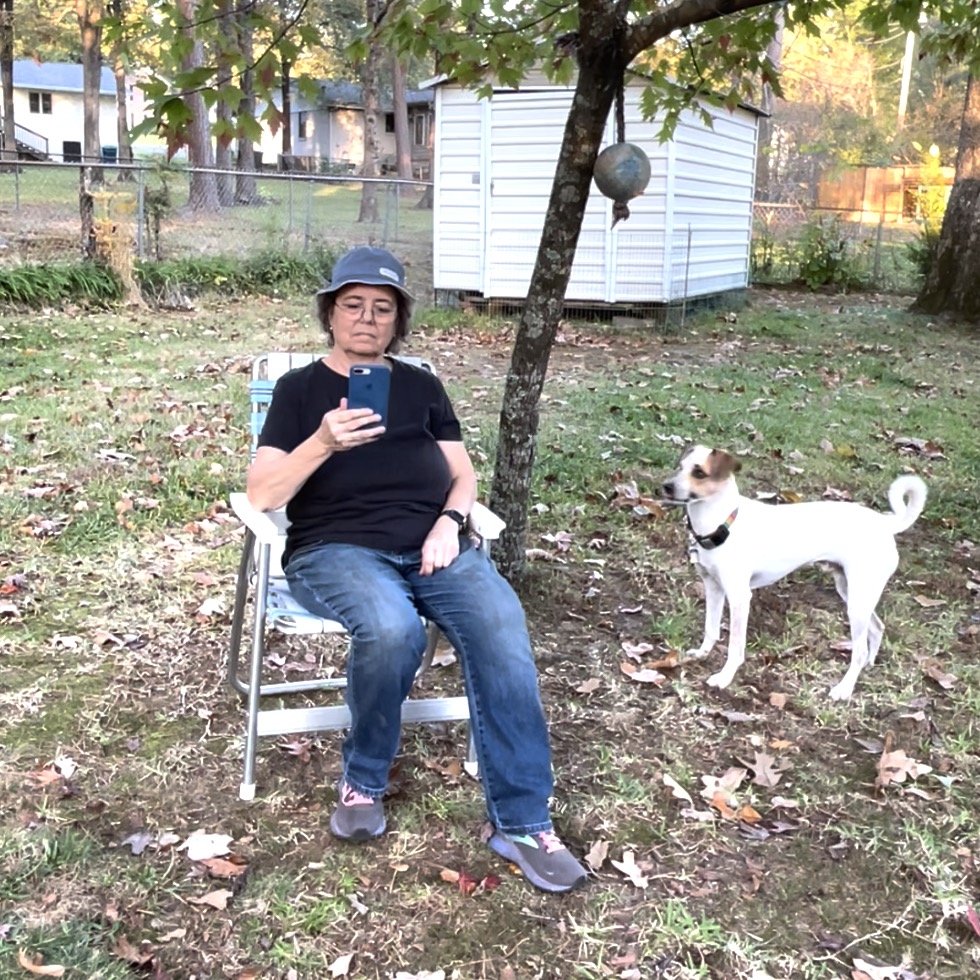 A woman sits in a chair under a tree looking at her phone. A dog toy is hanging in the tree. In the right of the photo there is a white dog with brown on his ears and face standing and staring at the woman. The toy is out of his reach.