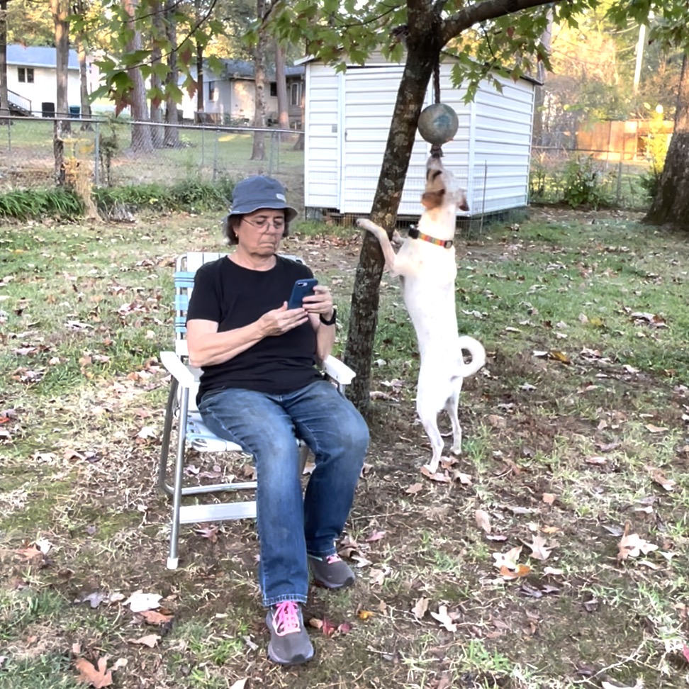 A woman sits in a chair under a tree looking at her phone. A dog toy is hanging in the tree. There is a white dog with brown on his ears and face standing on his hind legs with his nose touching the bottom of the toy in the tree. He can sniff the toy but it is too high for him to grab.