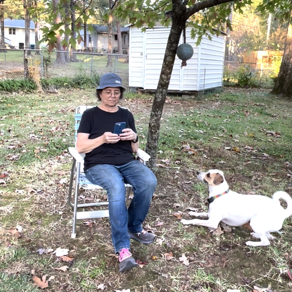 A woman sits in a chair under a tree looking at her phone. A dog toy is hanging in the tree. On the right of the photo is a white dog with brown on his ears and face in a crouch, looking like he is about to spring up. He is close to the woman and looking up at her. 