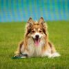 dog in field with harness