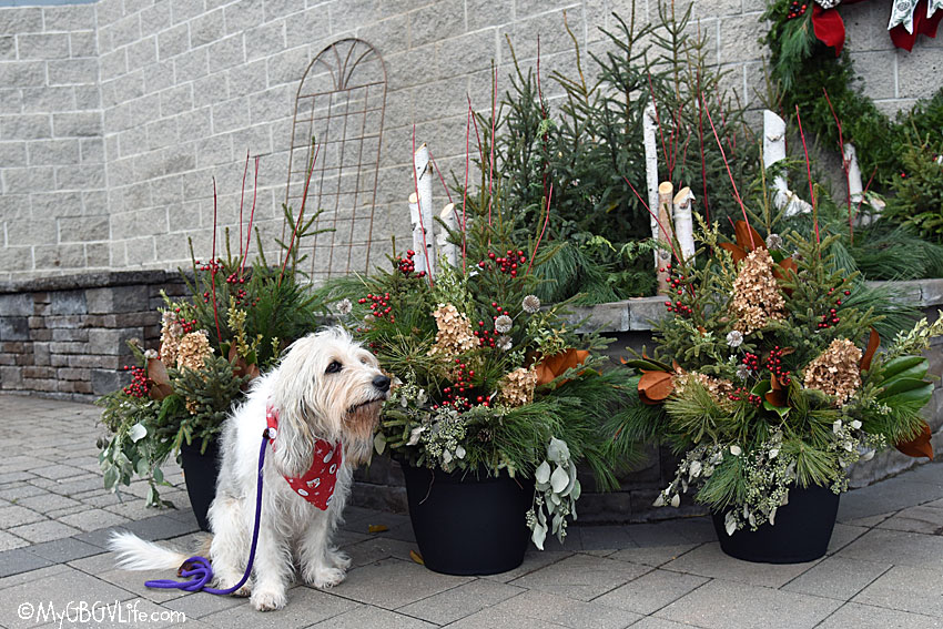 My GBGV Life Poinsettia Shopping And More With Mom