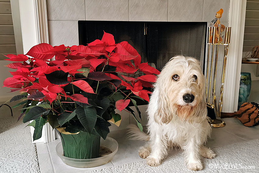 My GBGV Life Bailie with poinsettia