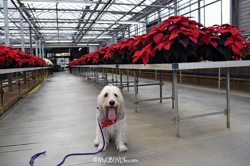 My GBGV Life Poinsettia Shopping And More With Mom