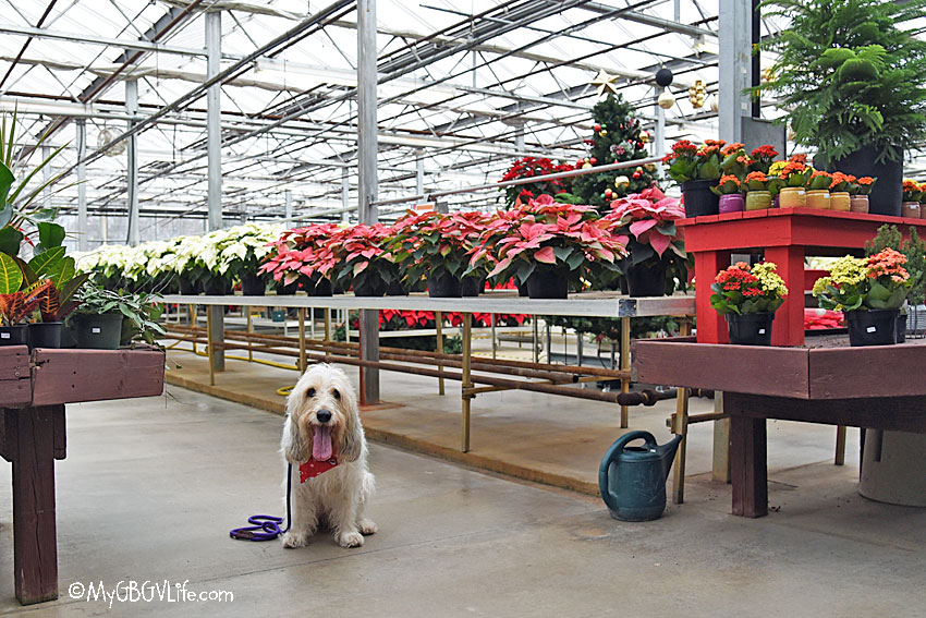 My GBGV Life Poinsettia Shopping And More With Mom