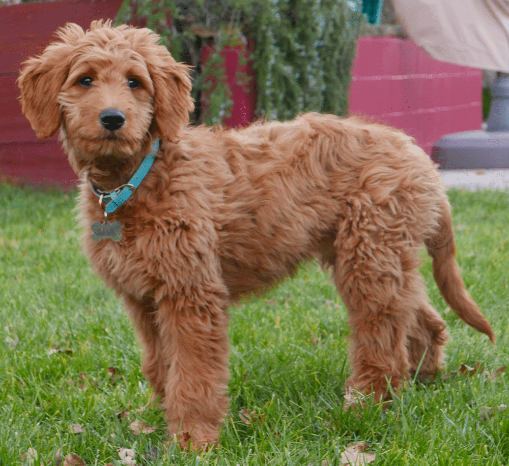 Goldendoodle