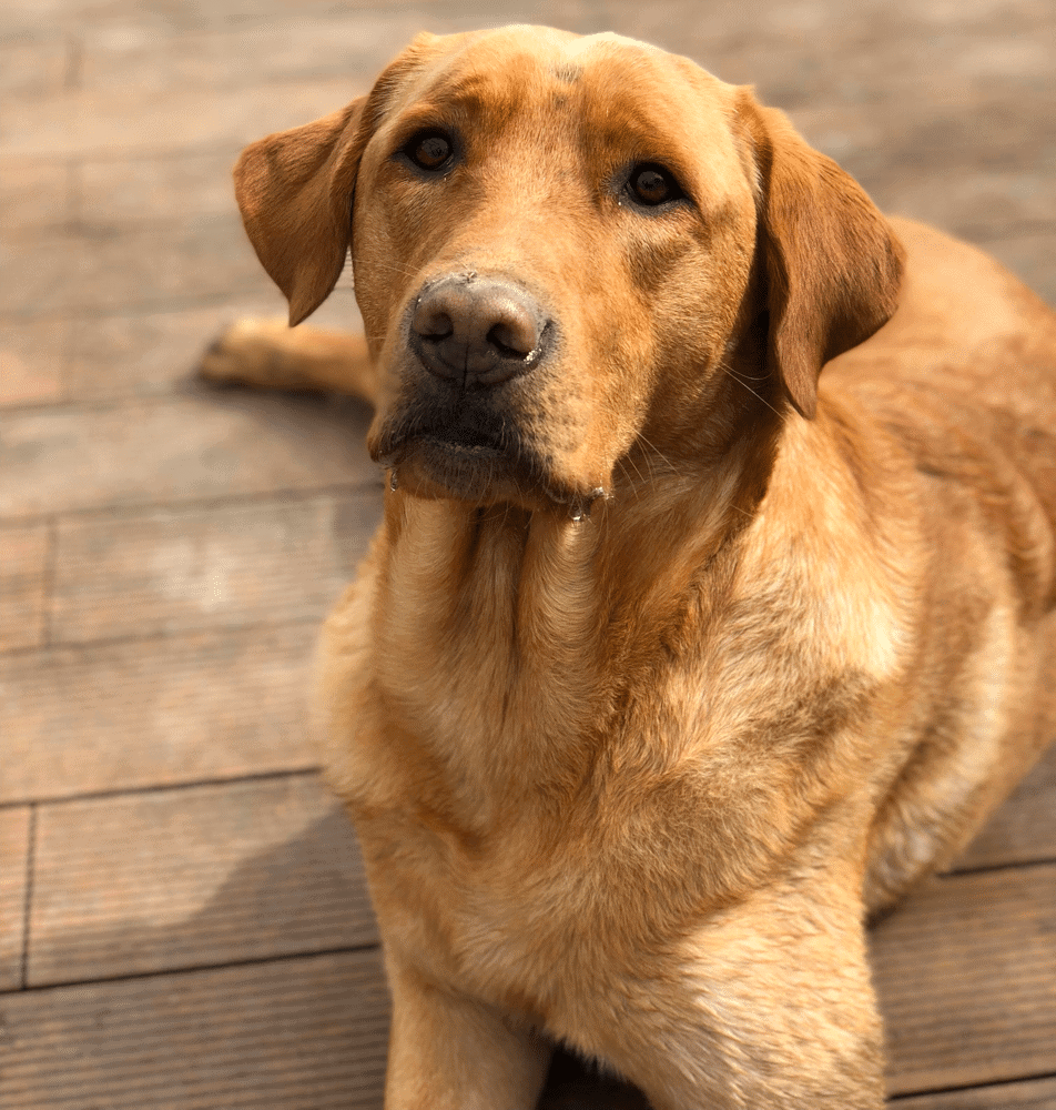 Golden Retriever Lab Mix