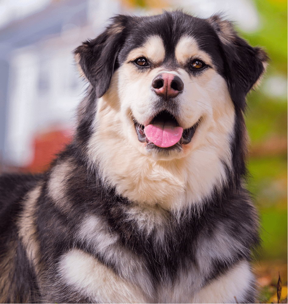 Golden Retriever Husky Mix