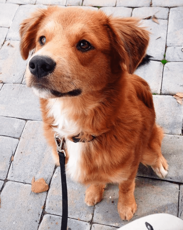 Golden Retriever Border Collie Mix