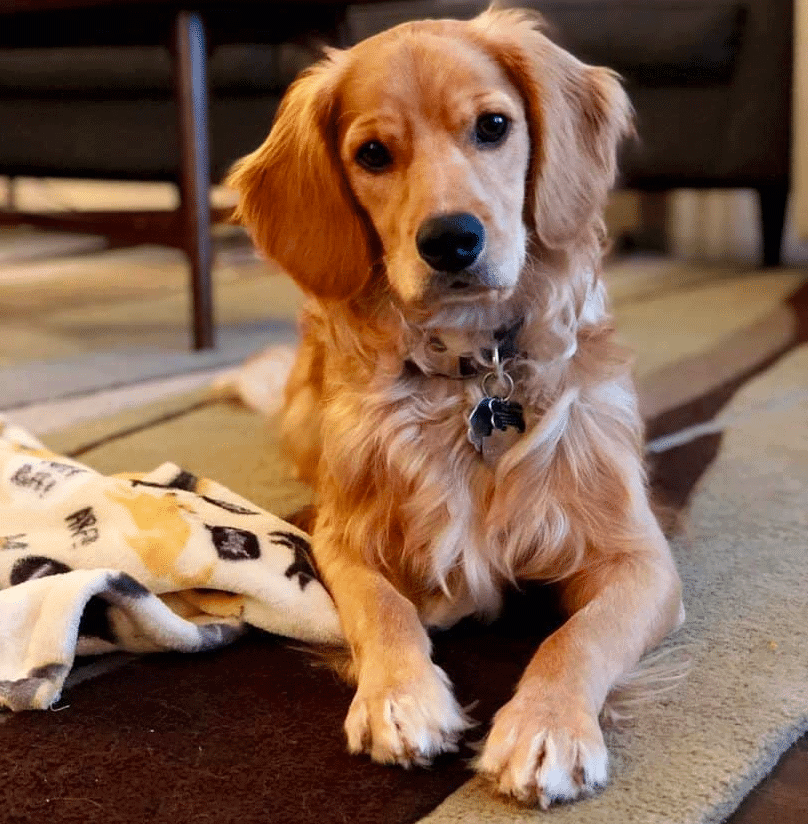 Golden Retriever Cocker Spaniel Mix