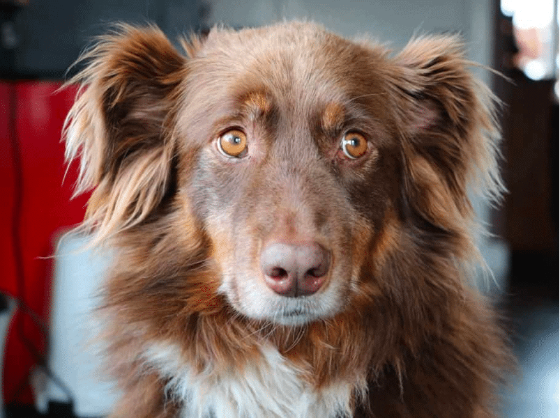 Golden Retriever Australian Shepherd Mix