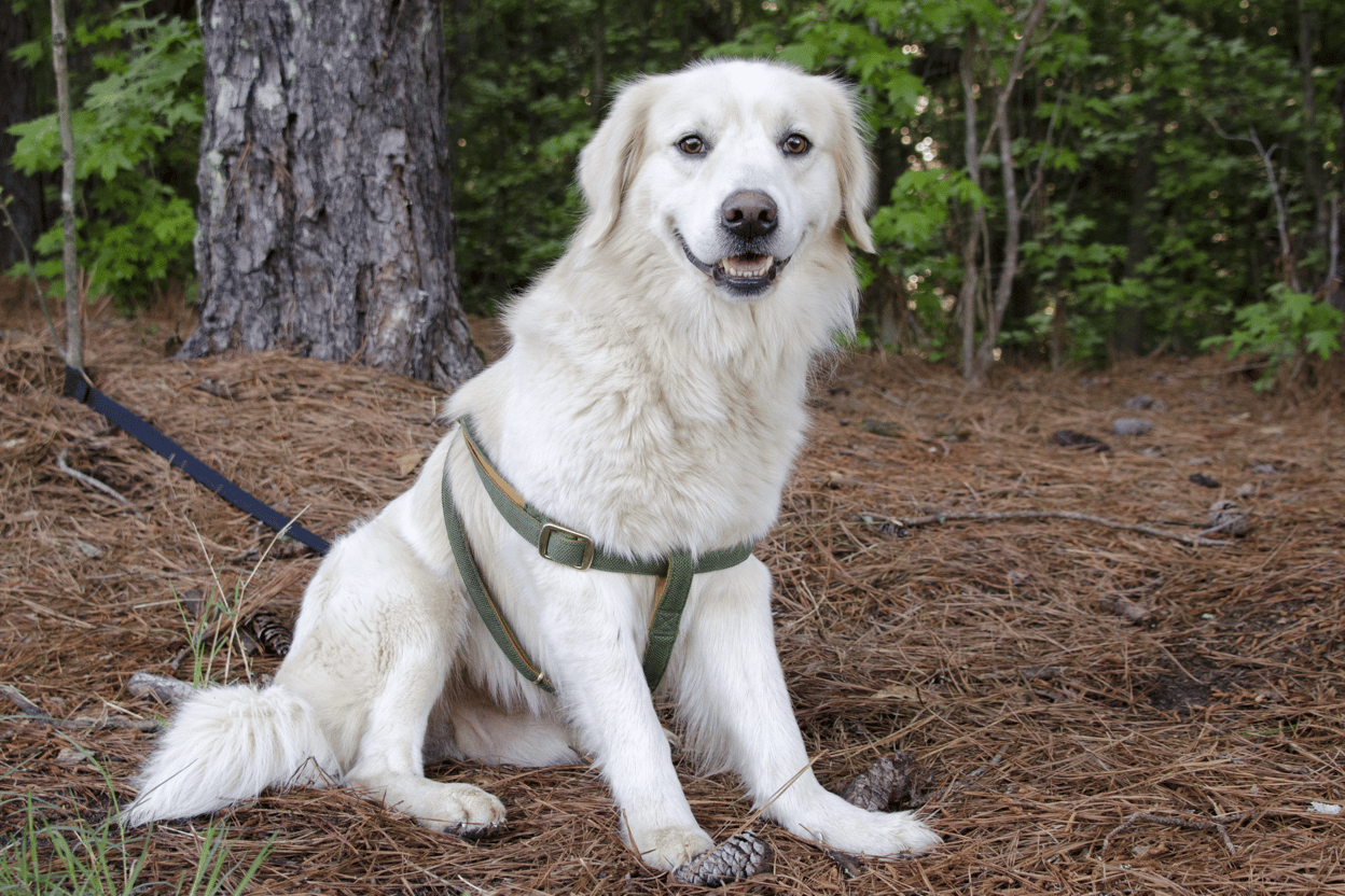 Golden Retriever Great Pyrenees Mix