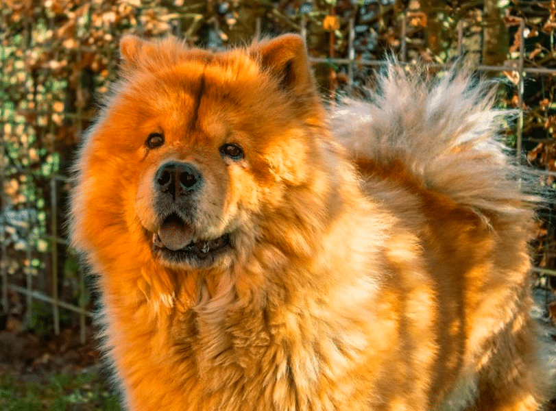 Golden Retriever Chow Chow Mix