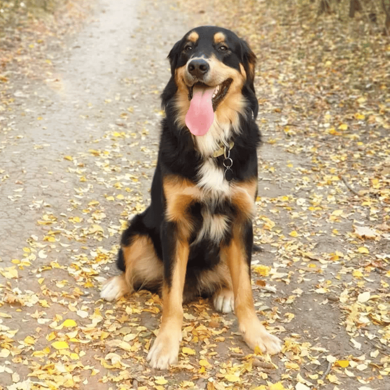 Golden Retriever Bernese Mountain Dog Mix