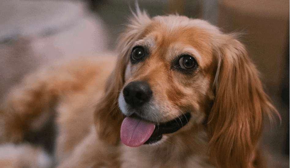 Golden Retriever Dachshund Mix