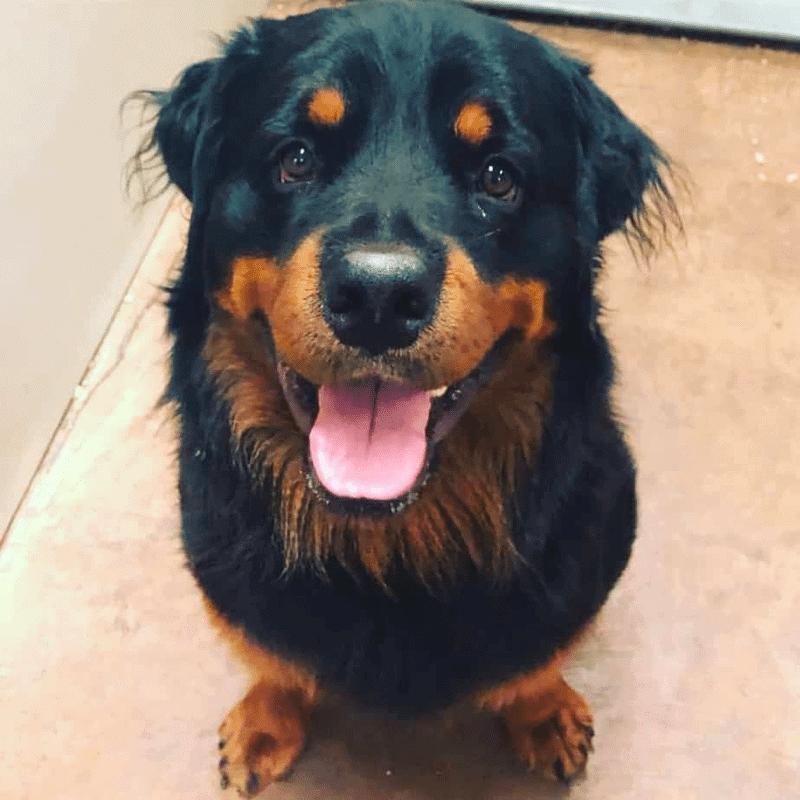 Golden Retriever Rottweiler Mix