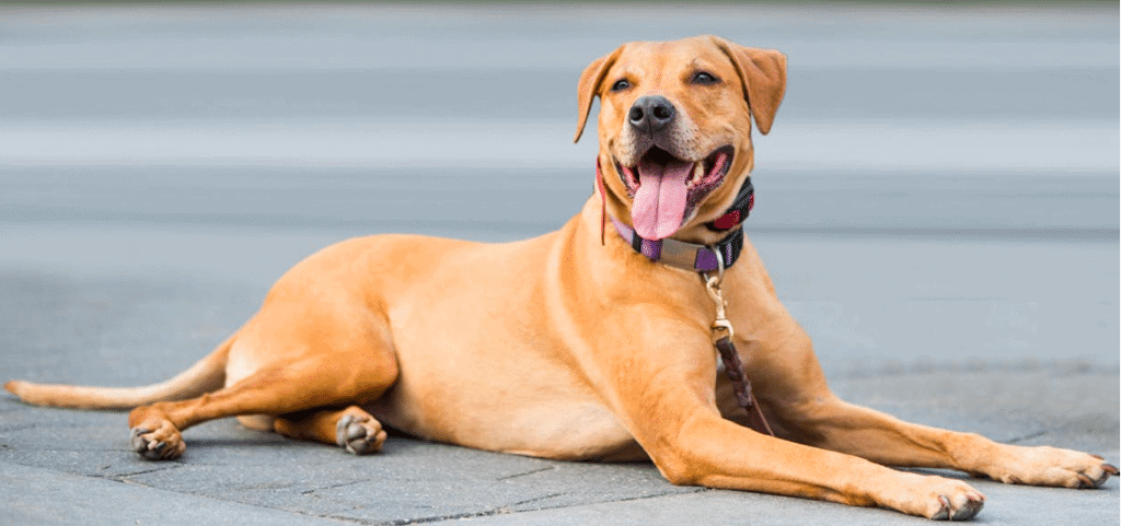 Golden Retriever Bullmastiff Mix