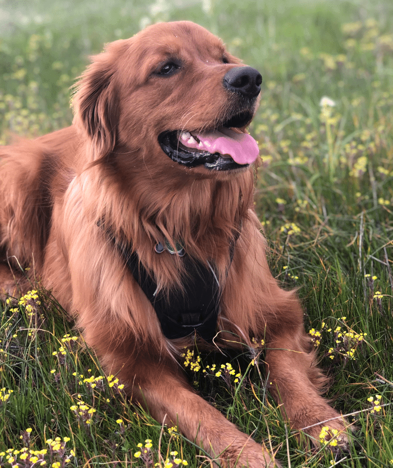 Golden Retriever Irish Setter Mix