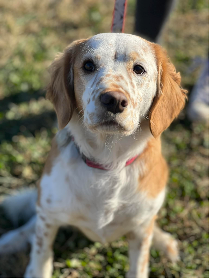 Golden Retriever Beagle Mix