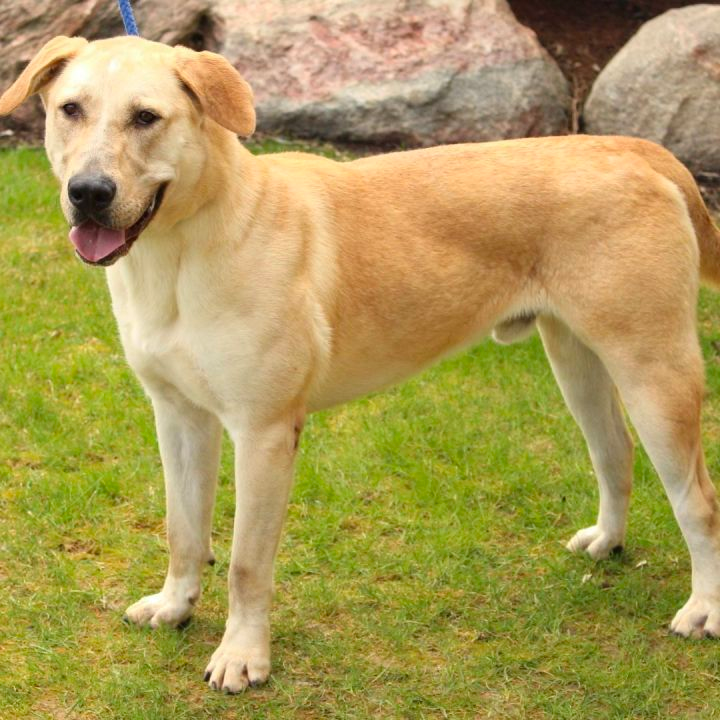 Golden Retriever Great Dane Mix