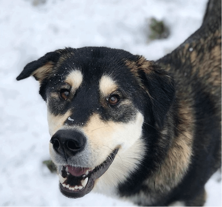 Golden Retriever Alaskan Malamute Mix