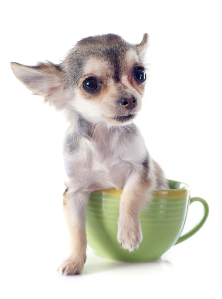 Tiny chihuahua in green teacup.