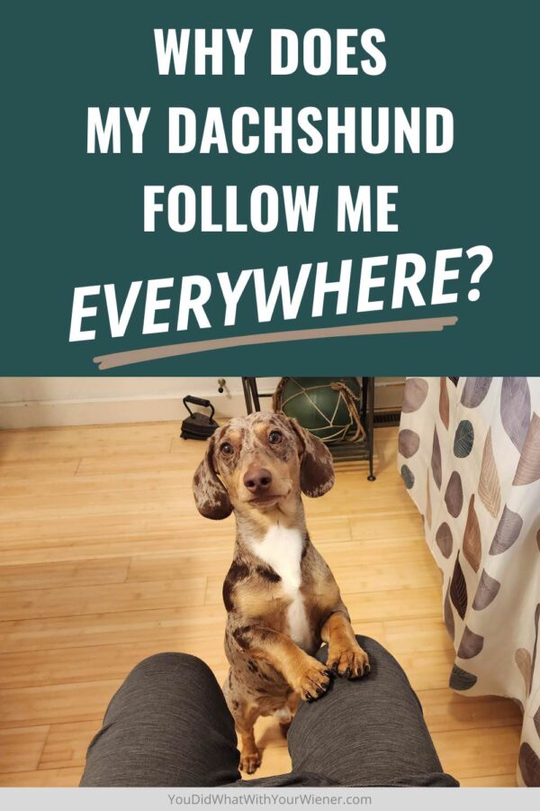 When you live with a Dachshund, you may never be alone. The second you get up, they are following you into the kitchen, the other room, even the bathroom! They have no sense of privacy! So why are they so clingy, why can that be a problem. and what can you do about it? I explain in this article.