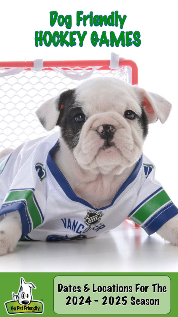 Black and white puppy in a hockey jersey going to a dog friendly hockey game