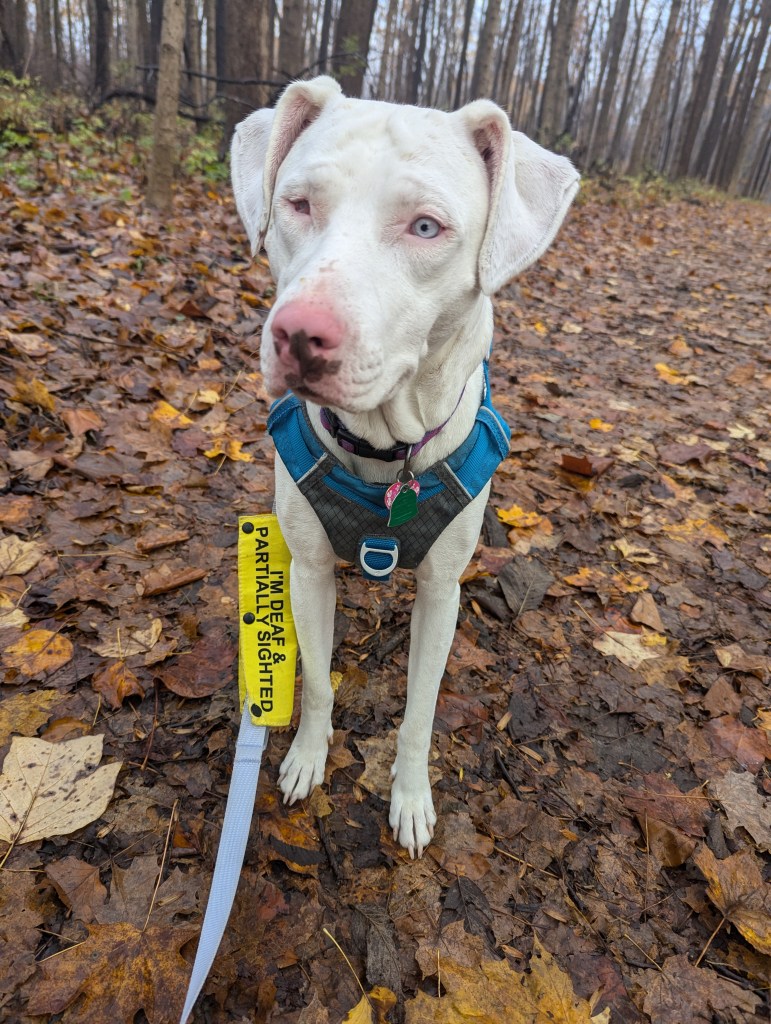 A white dog stands in the middle of a trail covered in fallen leaves. She wears a blue harness and a purple leash. The leash has a sleeve on it that reads: I'm deaf and partially sighted. 