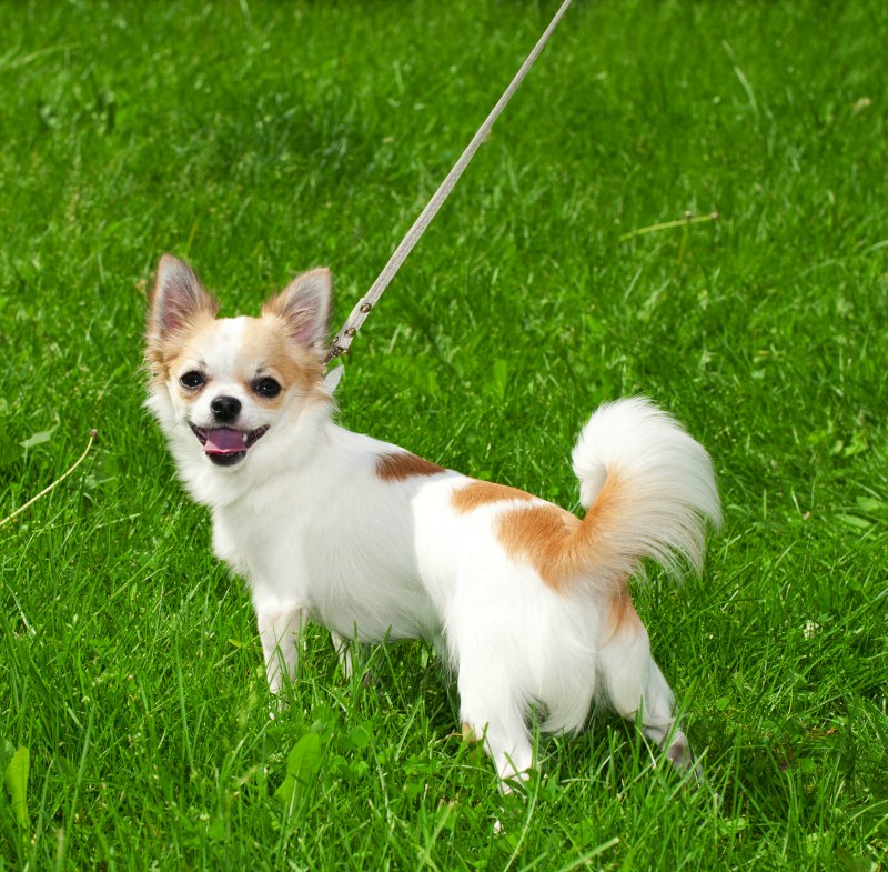 White and tan chihuahua on leash in grass.