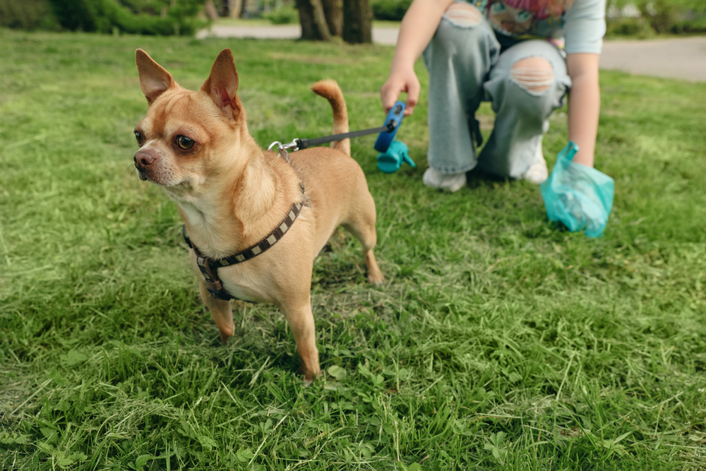 Fawn Chihuahua on leash in grass with woman behind picking up poop.