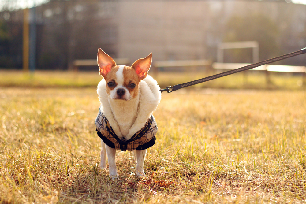 White and orange Chihuahua on leash wearing coat.