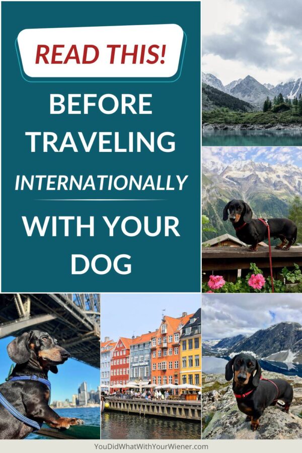 When you go on vacation, of course, you want to bring along your dog. After all, they’re part of the family. But what if you’re planning on heading overseas, instead of somewhere close to home. Traveling internationally with a dog is a big step to take, and there are many extra things that you need to consider. These 7 tips that will help make your trip easier and more enjoyable.