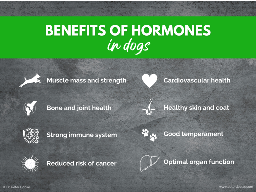 The benefits of hormones in dogs