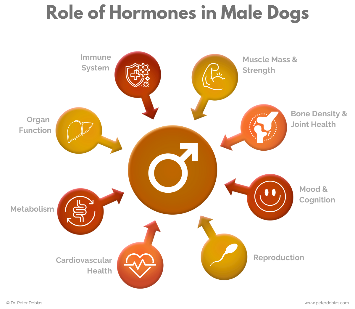 Role of hormones in male dogs