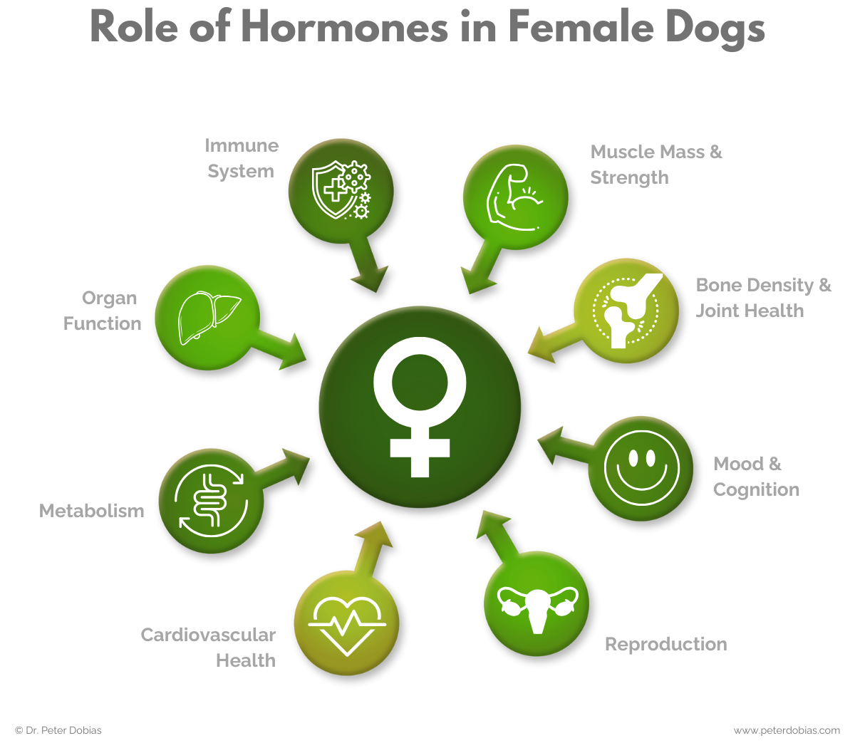 Role of hormines in female dogs