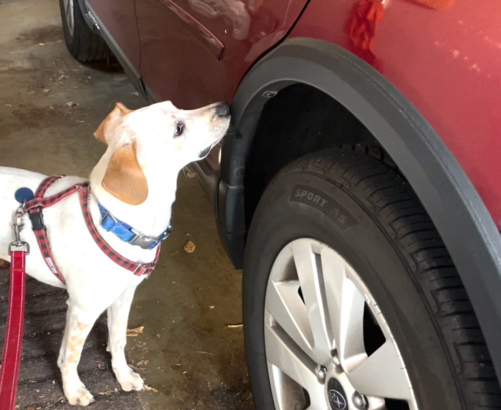 A white dog with brown ears, wearing a walking harness, sniffs the rear door of a red car.