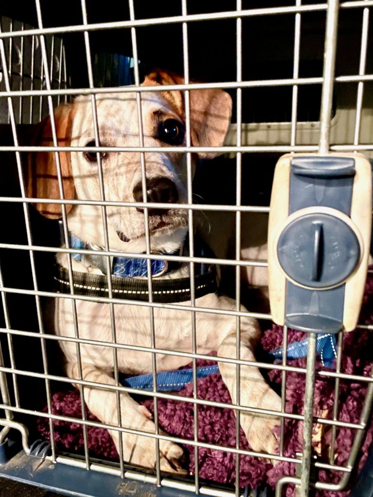 A white dog with brown ears is lying inside a dog crate. We see him through the wire door, lying on a purple mat.