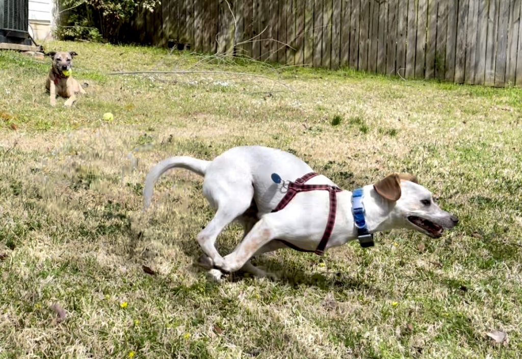 A white dog with brown ears, wearing a blue collar and a red and black harness, runs fast in the foreground. A tan dog with a black muzzle and ears, holding a ball, looks on . 