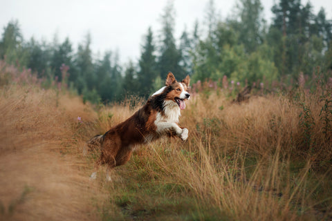 Reducing injuries from a leashed dog - A dog jumping and running in an outdoor field.