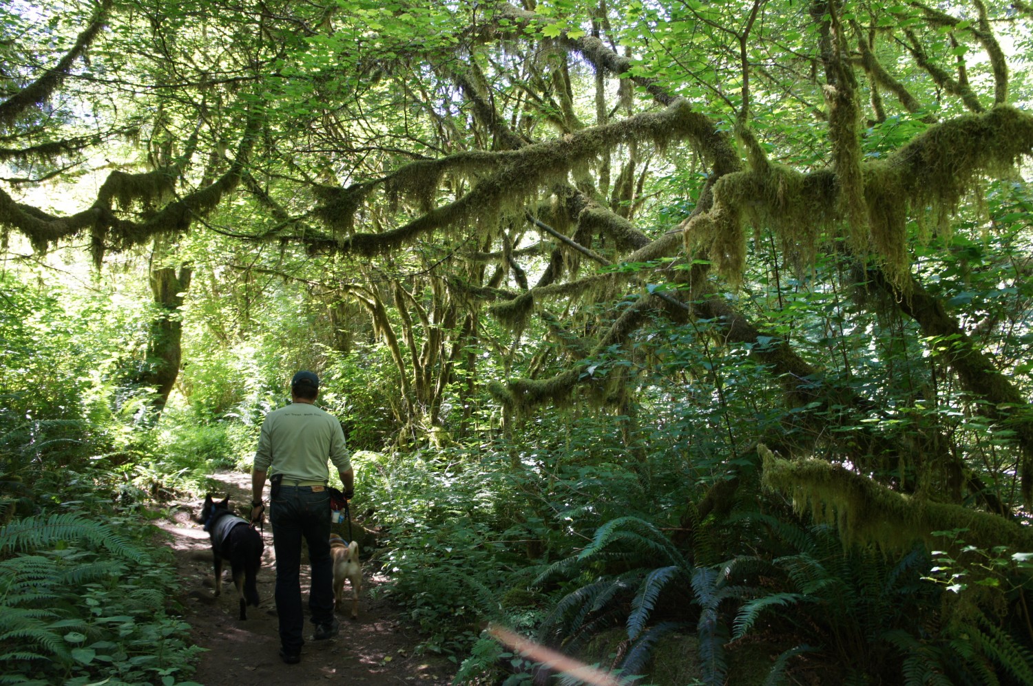 Man walking two dogs on Sweet Creek Trail in Florence, OR