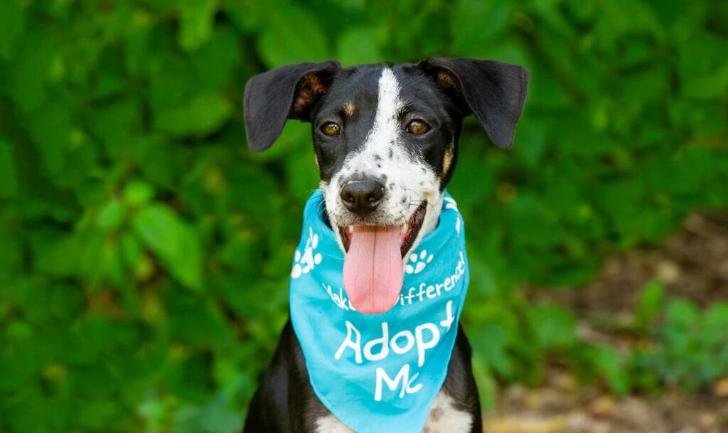 A cute black dog with white markings wearing a blue bandana that says"Adopt Me"!