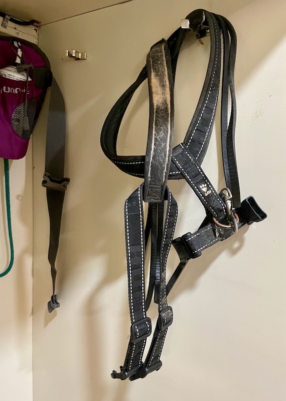 A black harness and leash for a dog hang in a closet. There is tan hair visible on the harness. There is also a partial view of a purple fanny pack with a can of spray cheese in it.