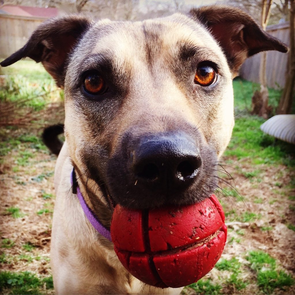 A tan dog with a black muzzle and black on her ears holds a dirty, red rubber ball and looks at the camera