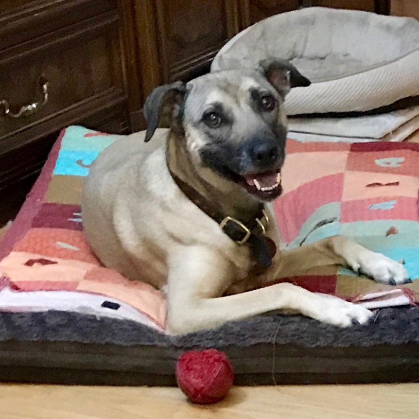 A tan dog with a black muzzle and black on her ears lies on a dog bed with a colorful quilted cover. She is "smiling" at the camera—her mouth is open and her face relaxed.  A much-chewed red rubber ball is on the floor in front of her.