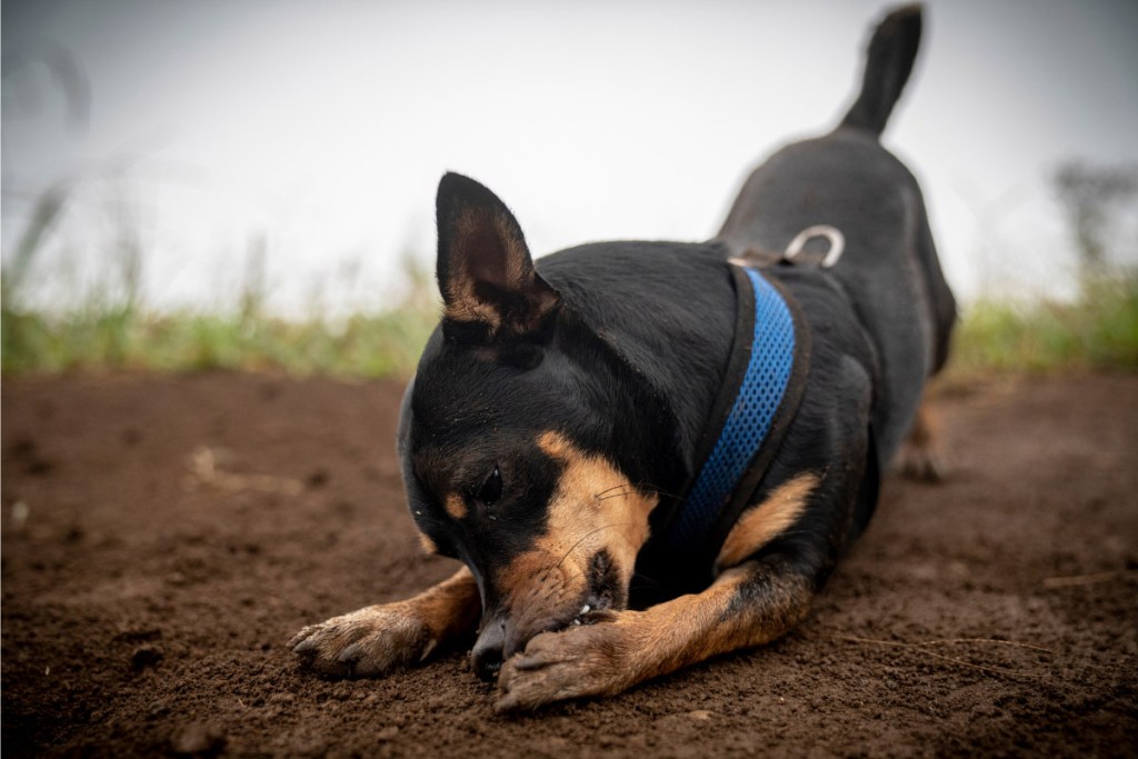 black dog chewing its paws why do dogs chew on their feet