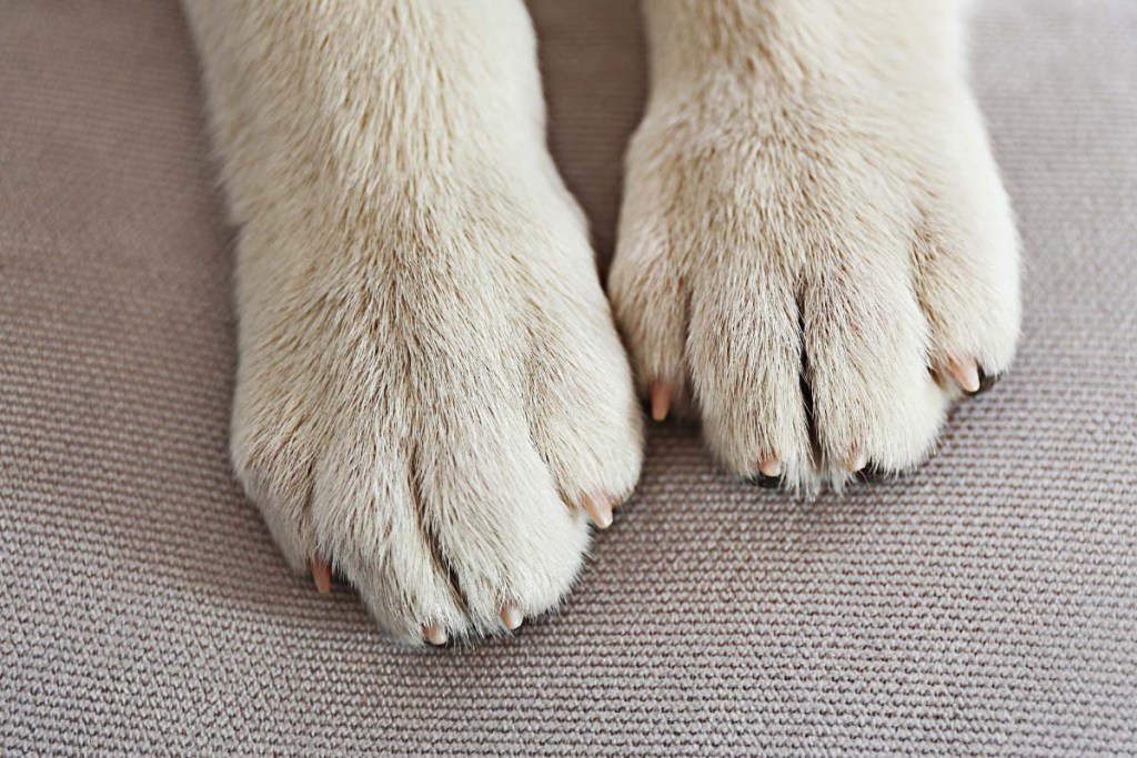 white dog paws